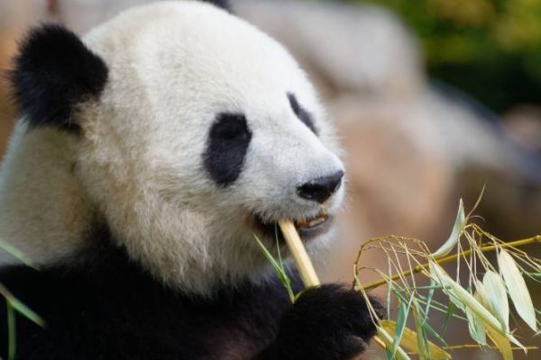 Un día en el Zoológico de Beauval