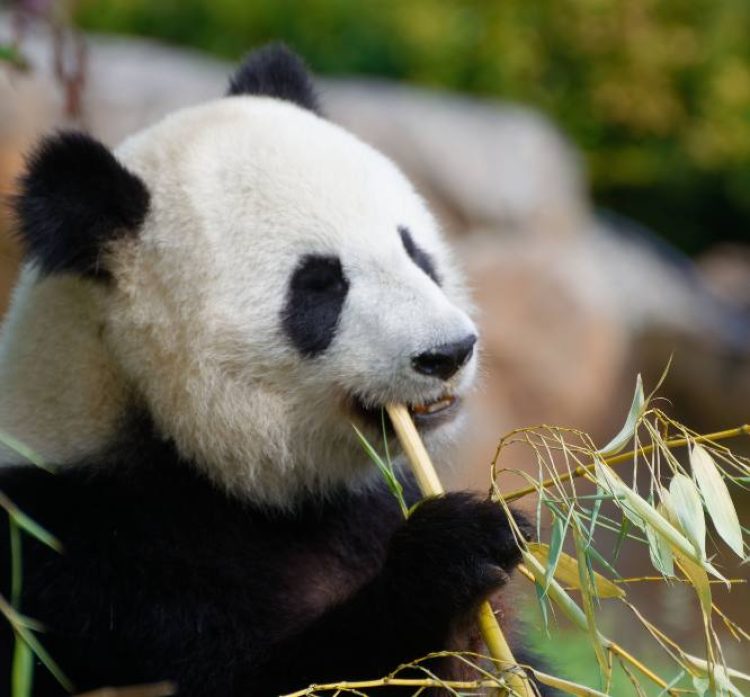 Un día en el Zoológico de Beauval