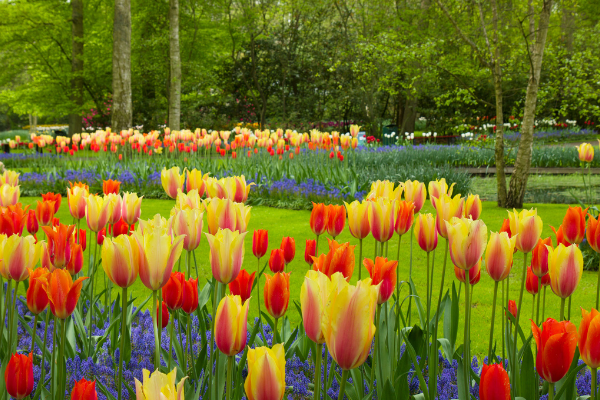 HOLANDA - Parque Tulipanes