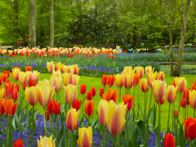 HOLANDA - Parque Tulipanes