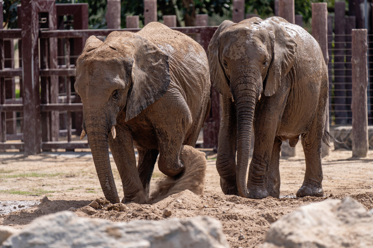 Wow Safari Thiory Wow Safari Thiory