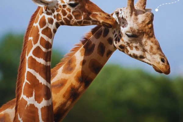 Zoothory