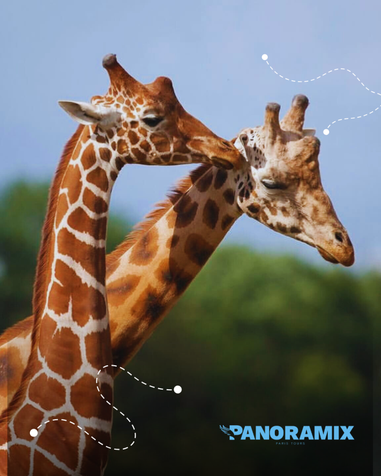 Zoothory
