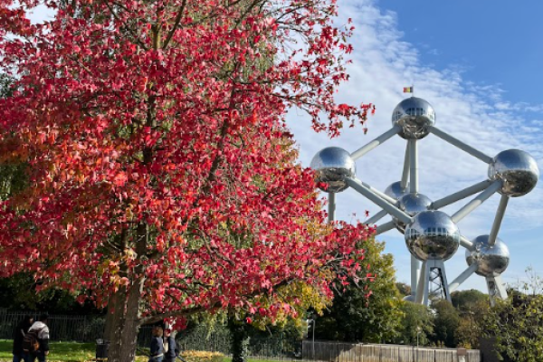 bruselas