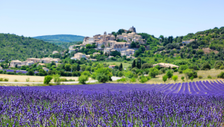champs de lavande de Provence